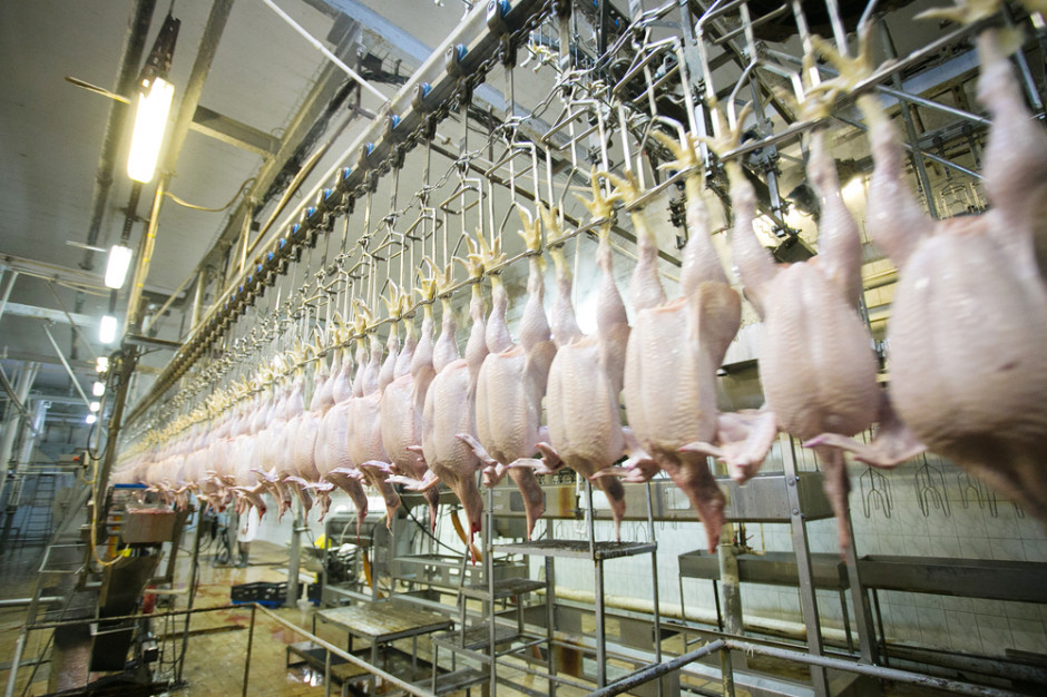 Niemcy: eksport mięsa drobiowego w 2022r. spadł tylko o  0,2 proc.; Fot Shutterstock