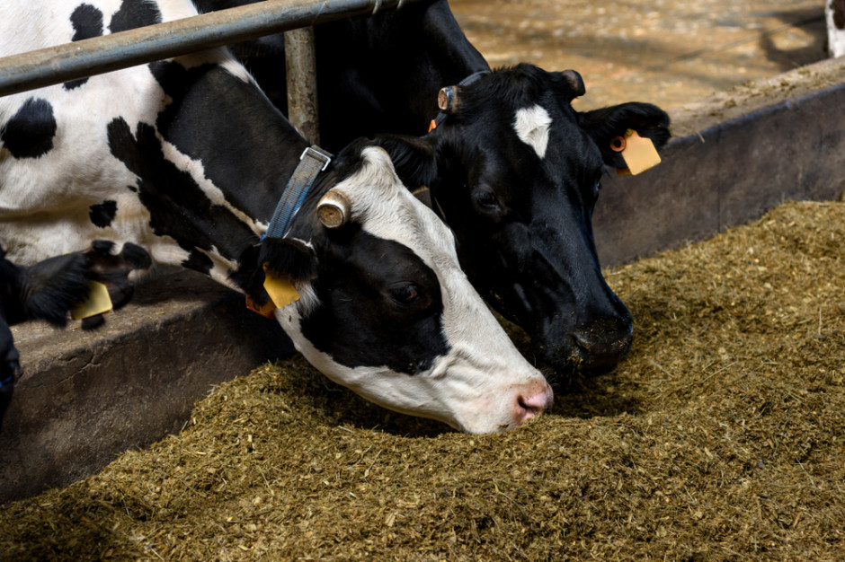Największą słabością chińskiej branży mlecznej jest zbyt mała populacja krów mlecznych, fot. Shutterstock