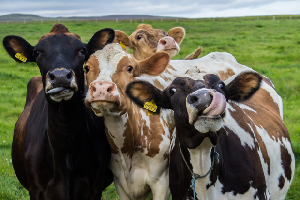 Dobrostan - ponad 96 proc. kwoty przyznanych płatności trafiło do hodowców bydła