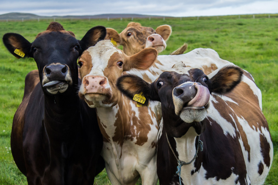 Eurostat: w Niemczech, Włoszech, Holandii, Belgii, Danii i Austrii pogłowie krów mlecznych spadło łącznie o o 107,3 tys. lub 1,2 proc. do 8,84 mln sztuk w porównaniu z poprzednim rokiem; Fot. Shutterstock