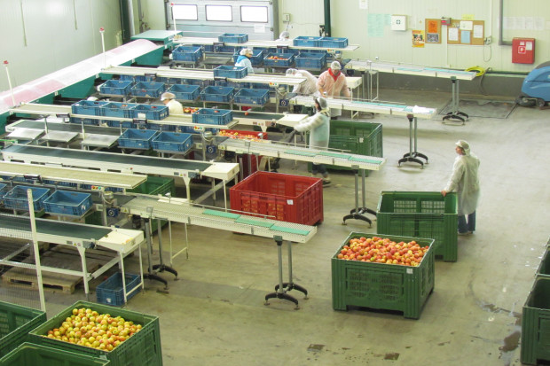 ARiMR: Blisko 75 proc. puli pomocy dla producentów jabłek - wykorzystane