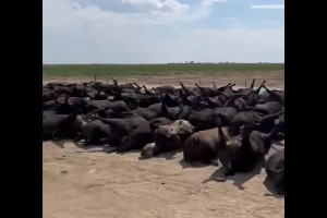 USA: Tysiące krów padło w Kansas z powodu upałów
