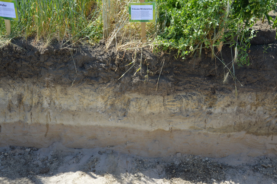Tak wyglądał jeden z profili glebowych jakie zostały wykonane z terenie targów. Pod żyzną warstwą górną wydać wyraźnie przepuszczalną warstwę piasku. Fot. M.Wołosowicz