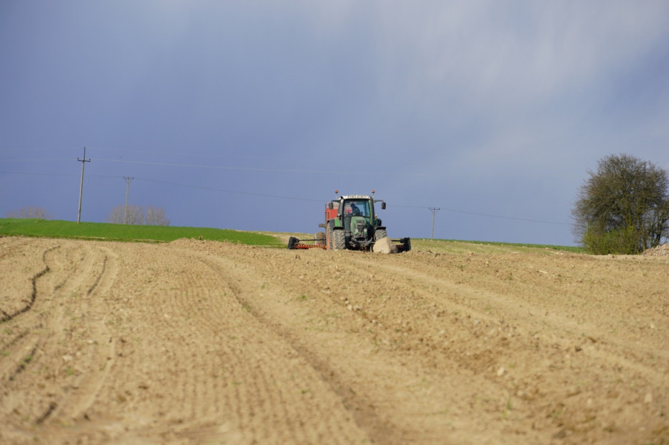 Susza we Włoszech może spowodować ok. 15 proc. zniżki plonu pszenicy, fot.kh
