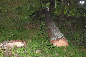 Tragiczny wypadek przy wyrębie drzew