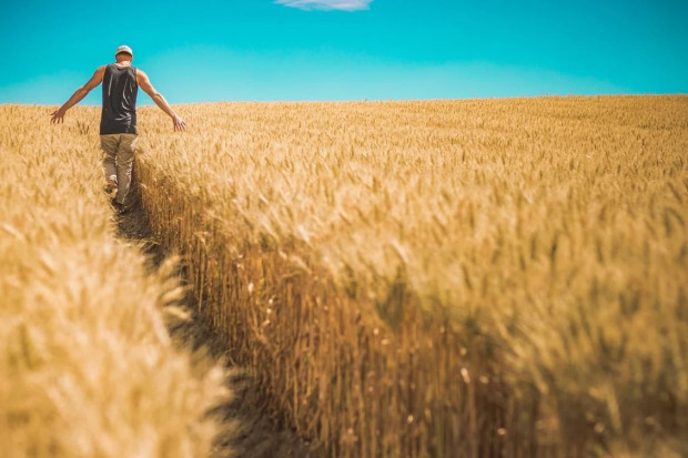 Rumunia: produkcja zbóż w 2022 r. będzie mniejsza niż przed rokiem