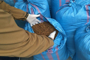 W aucie truskawki i marihuana, w domu nielegalny tytoń