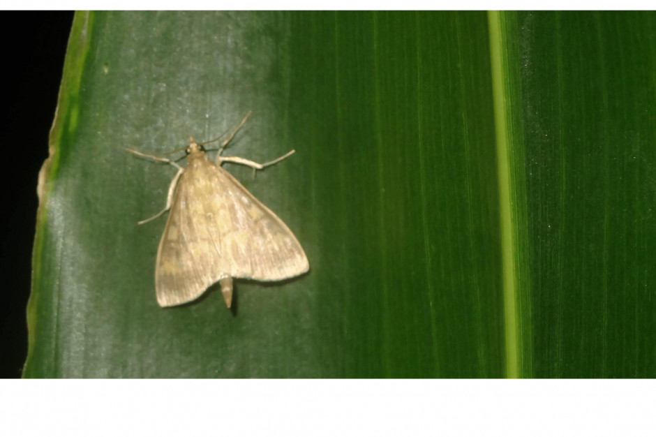 Według IOR-PIB, w tym roku pierwsze motyle pojawiły się na uprawach kukurydzy w drugiej dekadzie czerwca, Fot. Tadeusz Szymańczak