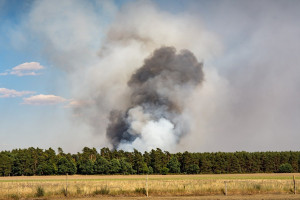 Pożary lasów – dym powoduje choroby krów