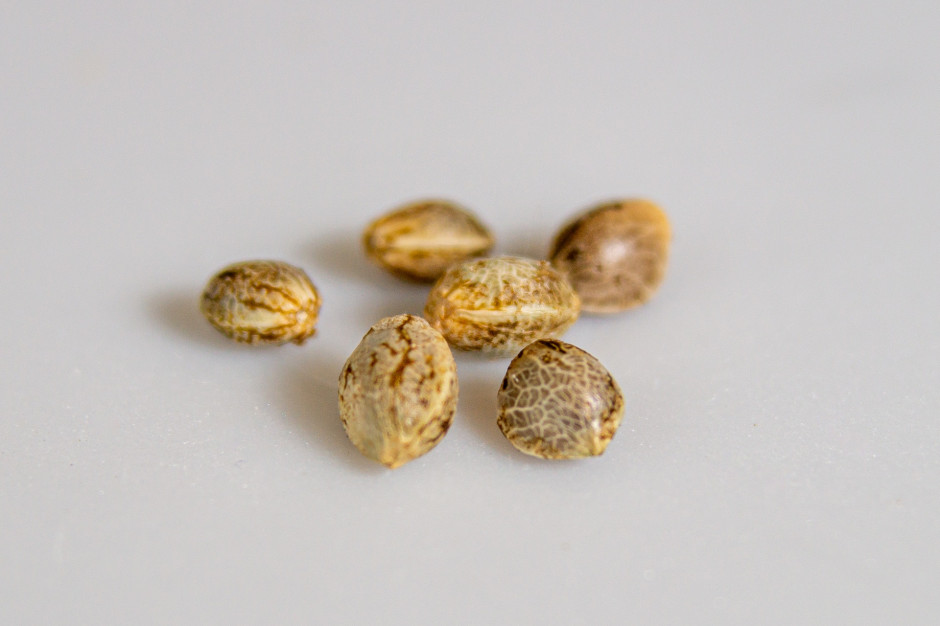 Legalne nasiona konopi - czy to możliwe?