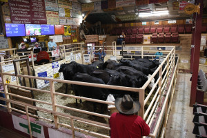 Farmerka w Teksasie: Licytacja bydła w Oklahomie (galeria)