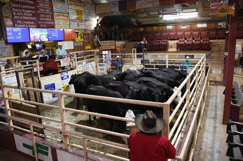Amerykańscy farmerzy mają zwyczaj wystawiać i licytować swoje zwierzęta na tradycyjnych aukcjach bydła, fot. HJ