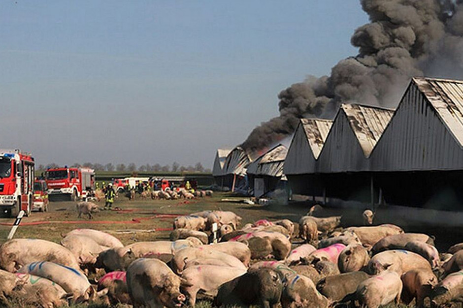 W pożarze fermy w Alt Tellin spłonęło ponad 55 tys. zwierząt, Foto: Tierschutzbund
