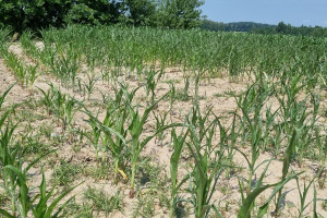 Niedobór wody uderza w kukurydzę