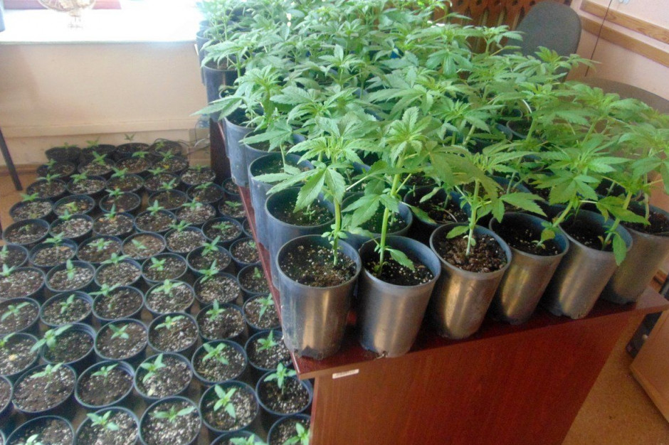 Policjanci zabezpieczyli na plantacjach 137 nielegalnych roślin, Foto: Policja