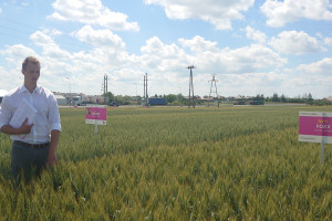 Kolekcja odmian zbóż IGP Polska
