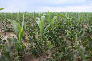 Farmerka w Teksasie: Pryskamy kukurydzę GMO!