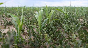 Farmerka w Teksasie: Pryskamy kukurydzę GMO!