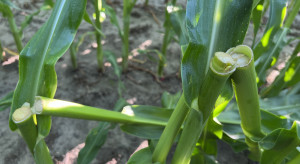 Połamane rośliny kukurydzy na polu? Przyczyną może być tzw. snapping