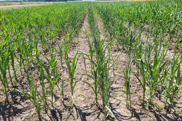 Czy resort rolnictwa będzie rekomendował ogłoszenie stanu klęski suszy?