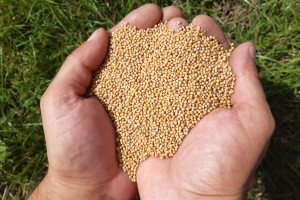 Jakie ceny nasion na międzyplony ścierniskowe?