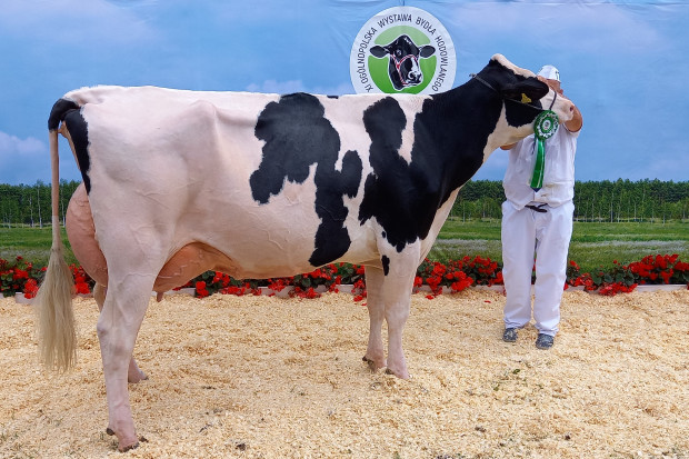 Jaką rolę w rozwoju hodowli odegra superczempionka wystawy bydła mlecznego?