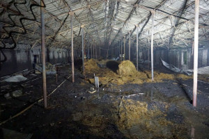 Pożar kurnika na Podlasiu, padło ponad 30 tysięcy kurczaków
