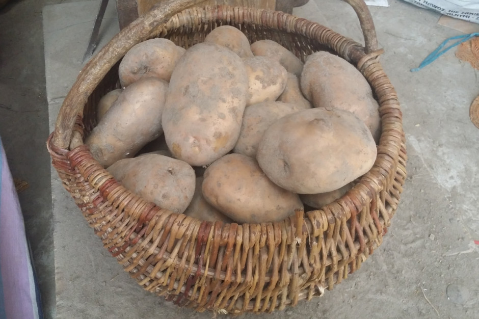 W Rosji zabraknie ziemniaków? fot.kh