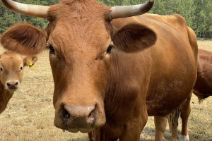 "Spiegel" Niemcy: Stada krów i świń muszą być dostosowane do celów klimatycznych; "ostre cięcia"