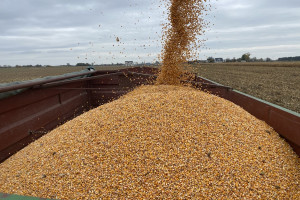 Kukurydza drożeje. Jaka jest sytuacja na światowych rynkach?