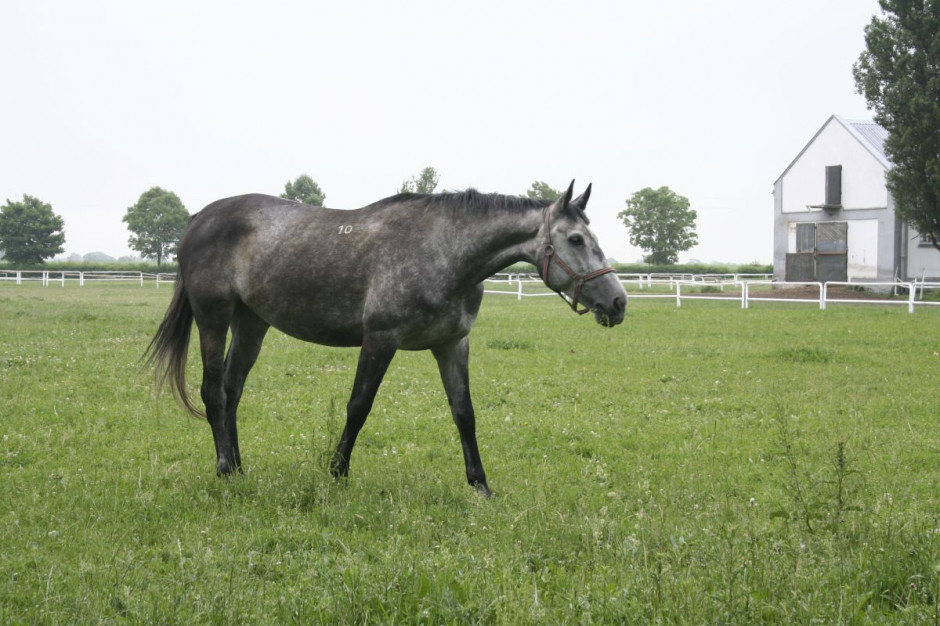 Wskutek wizyty włamywaczy, jeden z koni stracił bujna grzywe, Foto ilustracyjne: GT