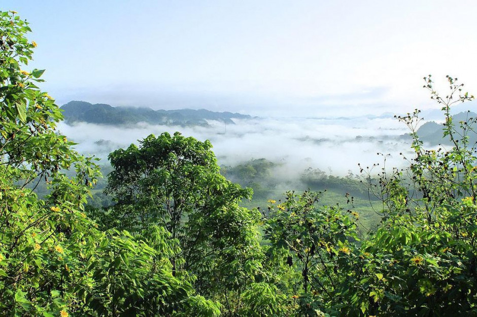 W Brazylii trwa wycinanie pierwotnych lasów Amazonii, Foto: Pixabay/DEZALB