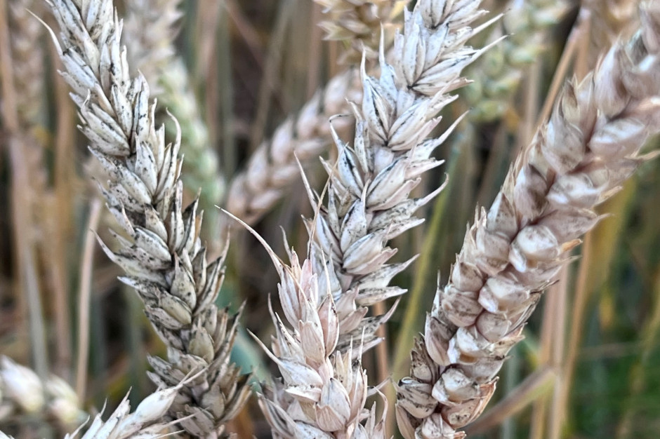 Czerń zbóż jest coraz bardziej widoczna w łanach głównie pszenicy ozimej; Fot. AK