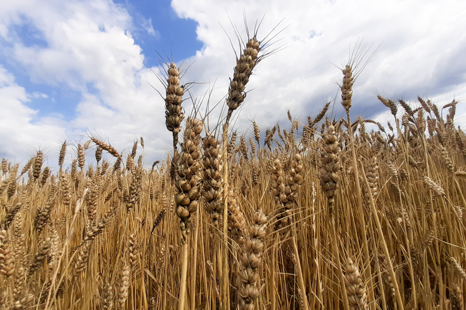Uprawa pradawnych odmian zbóż pozwala na zachowanie cennego materiału genetycznego, dostosowanego do lokalnych warunków klimatyczno-glebowych