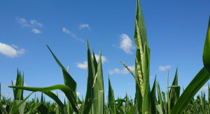 Kukurydza rozpoczyna wiechowanie– stan plantacji w woj. kujawsko- pomorskim