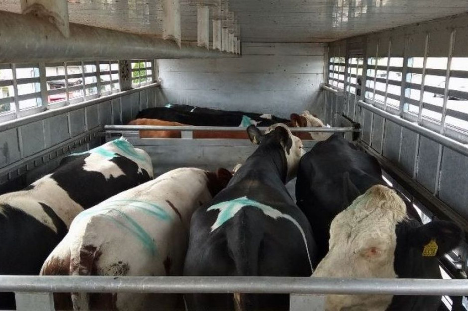 W ciężarówce ukryto trzy krowy, które nie mogły ustać, Foto ilustracyjne: ITD