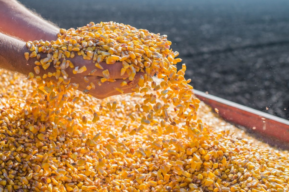 la récolte de maïs en grain devrait être beaucoup plus petite