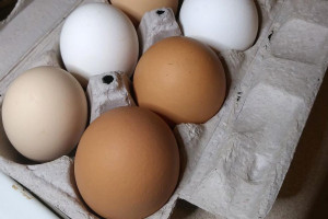 Przeciwciała przeciw COVID-19 można produkować w kurzych jajach