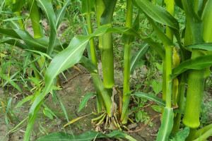 Niepożądane krzewienie się kukurydzy