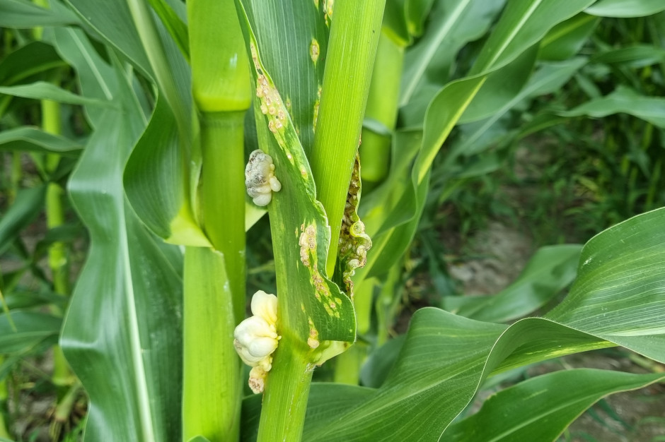 Skutkiem pojawienia się ploniarki na kukurydzy, jest jej porażenie głownią guzowatą fot.KM
