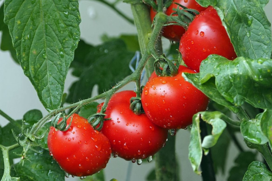 UE zezwoliła Mołdawii na eksport m.in. pomidorów, Foto: Pixabay