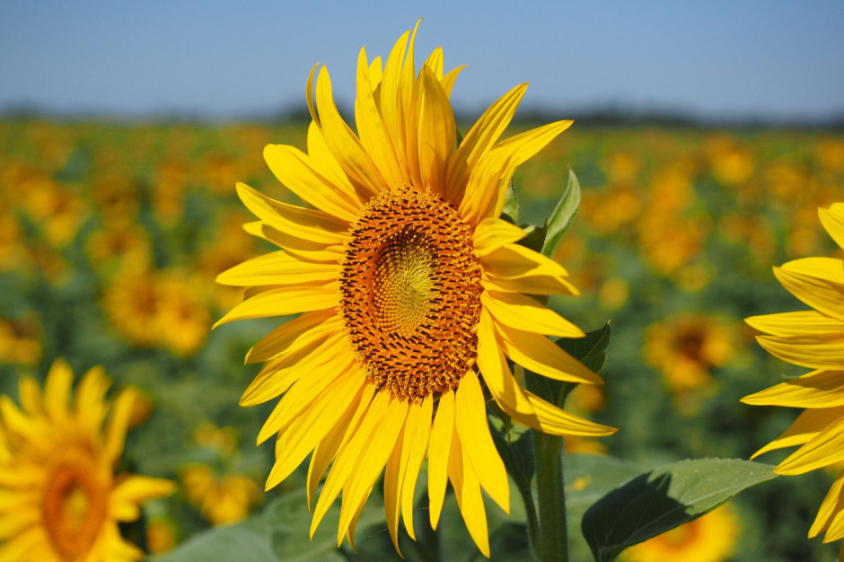 Czy słonecznik ma szansę na dopłatę do ubezpieczeń?, fot. Hans Braxmeier z Pixabay