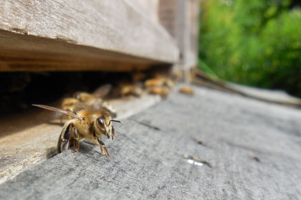 Dzięki pszczołom dostawy żywności są stabilniejsze