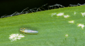 Białe gwiaździste plamki na liściach kukurydzy to objaw żerowania skoczków