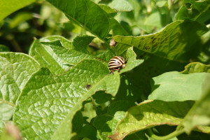 Stonka ziemniaczana odporna na insektycydy – jak ją zwalczać?