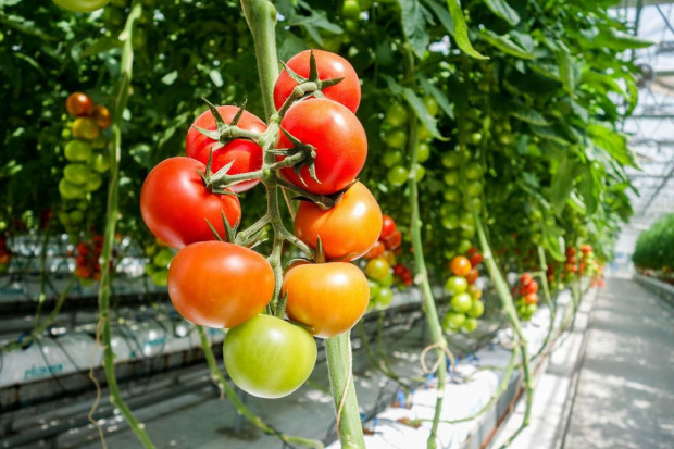 Addio pomidory, czyli resort rolnictwa o pomocy dla producentów warzyw szklarniowych