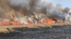 100 hektarów pól płonęło pod Pyrzycami