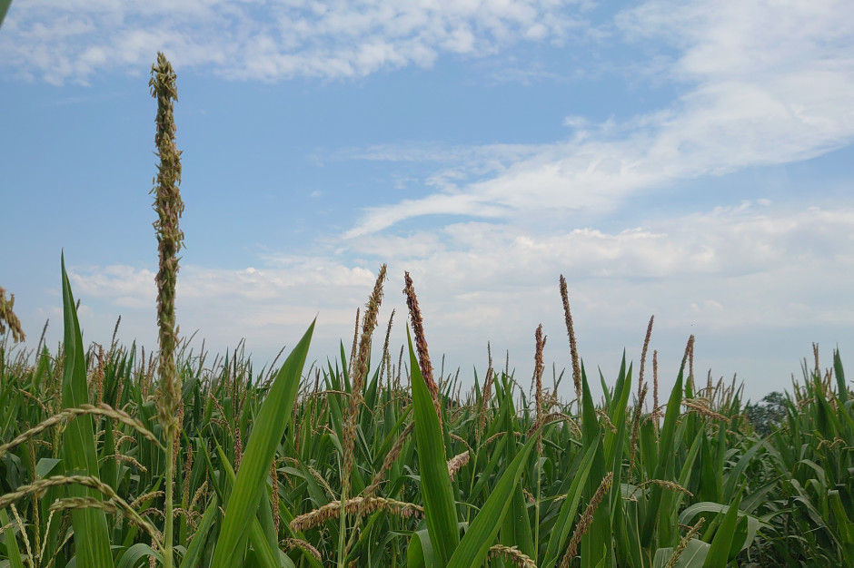 Na większości areału kukurydza wykształciła wiechy, fot. Maciej Sacha