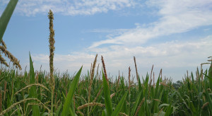 Kukurydza w pełni wiechowania – stan plantacji w woj. kujawsko- pomorskim