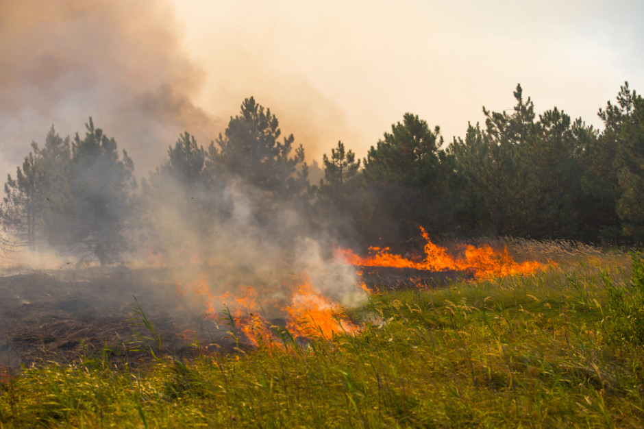 Zagrożenie pożarowe w lasach będzie rosnąć Fot.Shutterstock